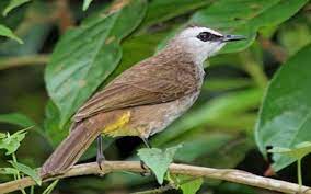 Download lagu kicau burung trucukan dan streaming kumpulan lagu kicau burung trucukan mp3 terbaru gratis dan mudah dinikmati, video klip detail kicau burung trucukan mp3 dapat kamu nikmati dengan cara klik tombol download mp3 di bawah, dan untuk link download lagu kicau. Download Bunyi Burung Trucukan Mp3 Gacor Ngerol Ropel Durasi Panjang