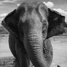 I Bought an Elephant to Find Out How to ...