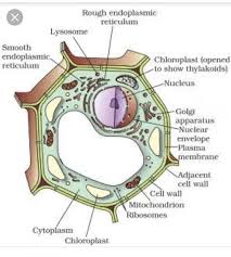 It provides a surface for attachment of. 31 Label The Cell Answers Labels Design Ideas 2020