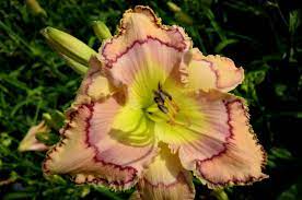 A tetraploid has 4 sets of chromosomes and a diploid has two sets. Tranquil Tiger Daylily Day Lilies Beautiful Flowers Daylilies