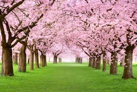 If you've already booked your europe trip in december and are trying to plan for spring break, we've got 10 great packages to choose from. Spring Tree Care Tips From The Experts Empire House Sd
