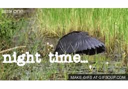 Its bounding, erratic flight and angular wings make it unmistakable except in the southwest and in florida, where two other types of nighthawks occur. Nighttime Daytime Bird Explore Tumblr Posts And Blogs Tumgir