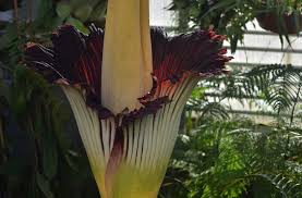 Bitte nehmen sie die hinterlassenschaften ihres hundes. Botanischer Garten Uni Basel Titanwurz