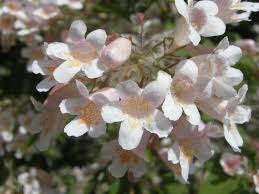 Image result for Kolkwitzia amabilis