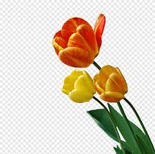 273 16 peony bunga bunga. Animasi Bunga Tulip Magnet Fotografi Teknik Png Pngegg