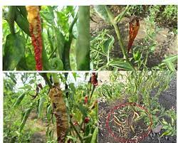 Sehingga ada yang mengatakan, jika anda tidak menyediakan racun serangga dan racun kulat, anda sebenarnya merancang untuk gagal. Baja Organik Elak Serangan Serangga Dan Kulat Untuk Cili Impiana