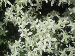 Use them in commercial designs under lifetime, perpetual & worldwide rights. Clematis Paniculata Sweet Autumn Clematis Sweet Autumn Virginsbower North Carolina Extension Gardener Plant Toolbox