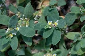 Image result for Polygonum aviculare
