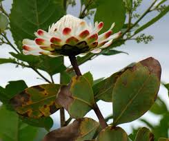 Image result for Protea madiensis