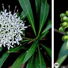 Image result for Pavetta sp. F