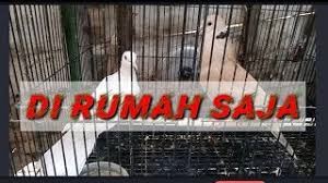 Perlu menjadi pengingat, bahwa puter lokal dan pelung yang membedakan adalah suara anggungannya. Akibat Di Rumah Kan Puter Pelung Jantan Vs Puter Lokal Putih Betina Download 3gp Mp4 Dan Mp3 Convert Music Video Zone Streaming