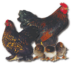 Cochin chickens pet chickens chickens backyard chicken accessories dog accessories pekin chicken bantam chicken breeds live chicken chicken blue laced red wyandotte cochin chickens beautiful chickens chicken breeds wild nature westies hens livestock farm animals. Cochin Bantam Golden Laced Straight Run Welp Hatchery