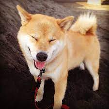 The Most Popular Dog On Instagram Popular Dog Shiba Inu Dogs