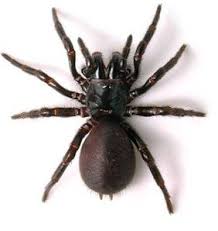 spider bites in australia identification first aid and