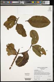 Image result for Garcinia huillensis