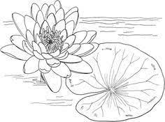 Click to download water lily flower. Click Nymphaea Mexicana Or Yellow Water Lily Coloring Page For Printable Version Lilies Drawing Water Lily Drawing Flower Drawing