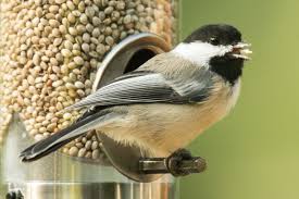 With so many options, how do you choose the best bird feeder? Some Day You May Be Able To Offer Hemp Seed As Bird Food Birdwatching