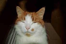 5 Ear Signals Every Cat Owner Should Know Cat Owners Cats Cat Room