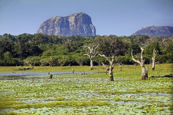 Wildlife and natural scenery in Yala National Park, Sri Lanka