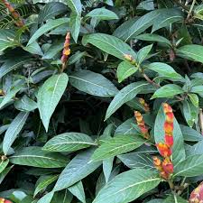 Image result for Sabicea venosa