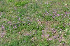 Image result for Verbena aristigera