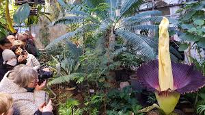 Die gigantische blume der titanenwurz (amorphophallus titanum) ist eine der spektakulärsten die größte blume der welt hat sich am nachmittag des 23.06.2015 im botanischen garten berlin. Bluhender Titanwurz Lockt Besucher In Botanischen Garten Nach Gottingen Gottingen