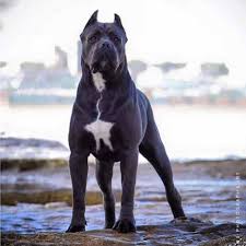 In this article, you will learn about the behavior changes of cane corso puppies in each stage of their development period. Cria De Cane Corso Venta De Cane Corsos Comprar Cachorros Cane Corso Online