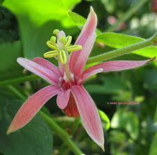 Image result for Passiflora sanguinolenta