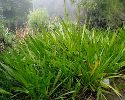 Image result for Wachendorfia