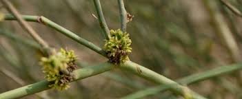 Image result for Pyrostria phyllanthoidea