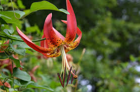 Image result for Fuirena sagittata