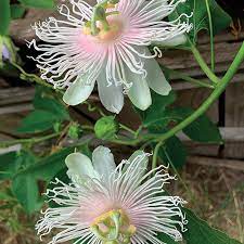 Many gardeners in the warmer regions of the country, and beyond, cannot help but to be passionate about the passion vine. It Looks Like A Tropical But It S Hardy As Heck Finegardening
