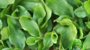 Cara menanam rumput gajah mini di rumah 1. Cara Menanam Biji Rumput Gajah Mini Di Tanah Langsung