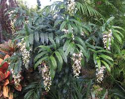 Image result for Clerodendrum