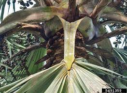 Image result for Latania loddigesii