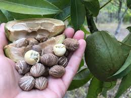 Daleys fruit tree nursery png cliparts for free download. The Malabar Chestnuts Are Daleys Fruit Tree Nursery Facebook