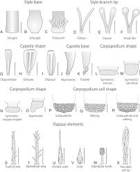 Image result for Stomatanthes sp.no.1