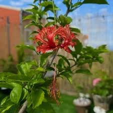 Image result for Hibiscus schizopetalus