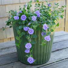 Image result for Convolvulus