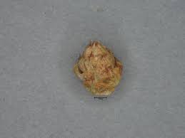 Image result for Schoenoplectiella senegalensis