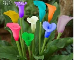 Colore Calla Lily Graines Rares Plantes Fleurs Graines Pas Calla Lily Ampoules 20 Graines Promotions Bonsai Lily Seeds Calla Lily Calla Lily Bulbs