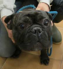 French bulldog information, how long do they live, height and weight, do they shed, personality traits, how competitive registration qualification/information. Male 18 Months French Bulldog Rspca Rescueessex Sw Waltham Abbey Essex Pets4homes