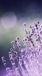 27 Floral Iphone 7 Plus Wallpapers For A Sunny Spring Preppy Wallpapers Flor Iphone Wallpaper Belo Papel De Parede Papel De Parede Flor Azul