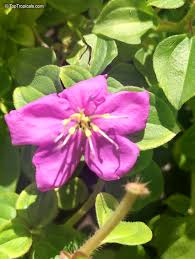 Image result for Dissotis