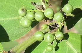 Image result for Psydrax livida