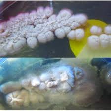 Yeast (A, 35 °C) and mold (B, 28 °C) phase of Es. pasteurianus on...