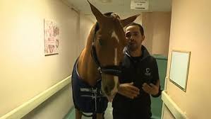 Jouer au jeu métier animaux : Quel Metier Choisir Pour Travailler Avec Des Animaux Vers Quels Secteurs Vous Tourner Page 3