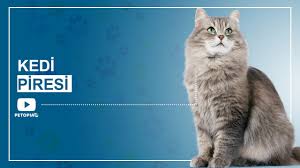 Kedi Piresi Umraniye Veteriner
