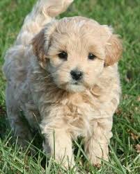 We breed goldendoodle puppies in northern virginia. Pin By Virginia Howell On Oodle Love Goldendoodle Puppy Baby Dogs Family Friendly Dogs