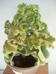 Kalanchoe Beharensis Not Minima Velvet Elephant Ear Maltese Cross Etc The Belmont Rooster In 2020 Elephant Ears Planting Flowers Missouri Botanical Garden